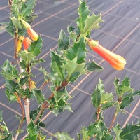 Desfontainia spinosa